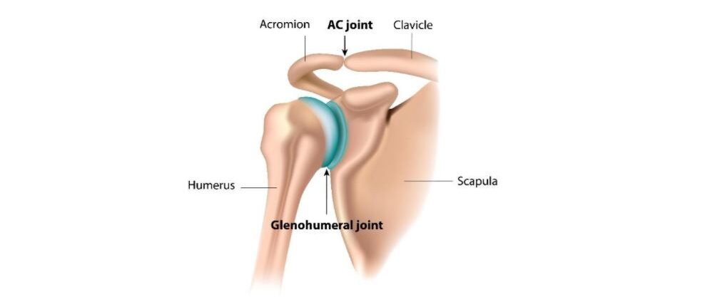 shoulder joint